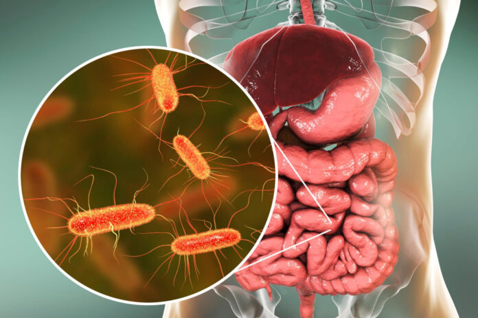 flora intestinală
